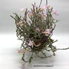 dendrobium loddigesii